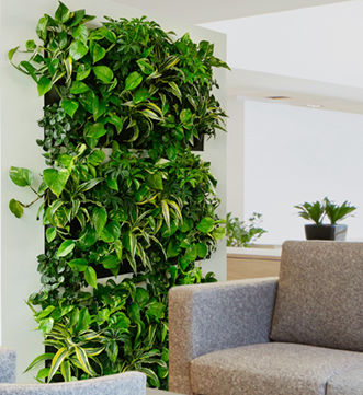 Pflanzen im Innenbereich